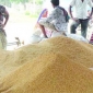 সরকারিভাবে ধানের ক্রয় মূল্য  মনপ্রতি ১২শত টাকা নির্ধারণ করার দাবি